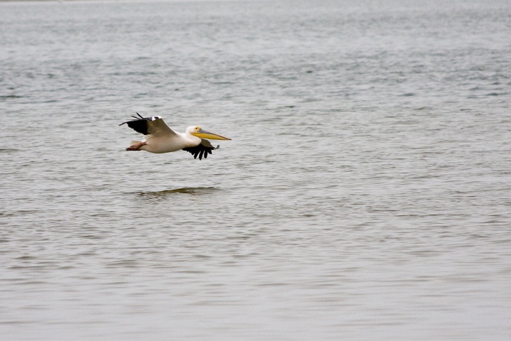 Pelikan im Tiefflug