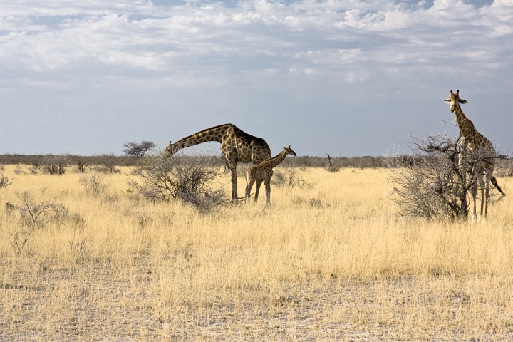 Giraffen-Familie